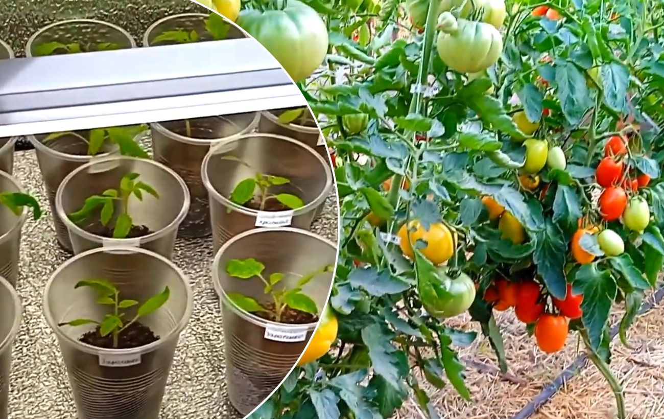 Як зупинити витягування розсади помідорів. Фото: YouTube Чарівна грядка