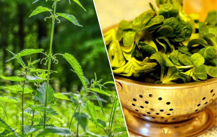 Які дикорослі рослини можна їсти. Фото: Pixabay