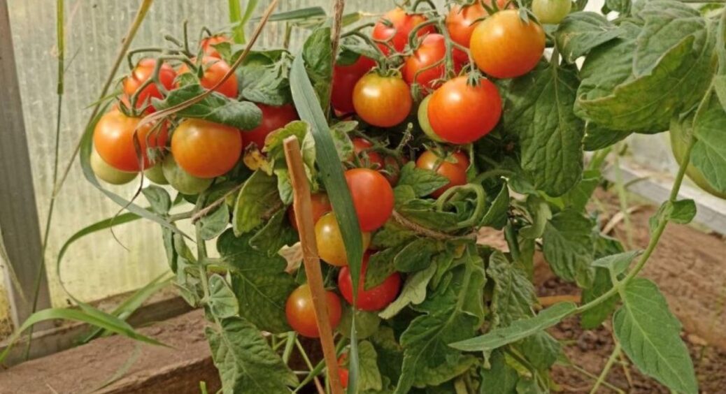 5 помилок при посадці помідорів, через які врожай буде дрібним, кислим, непоказним 
