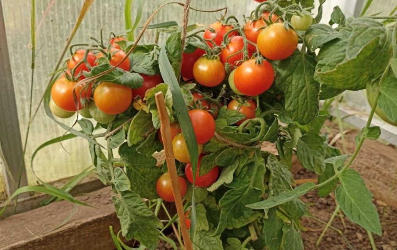 Які помилки роблять урожай томатів поганим. Фото: Добрі Новини