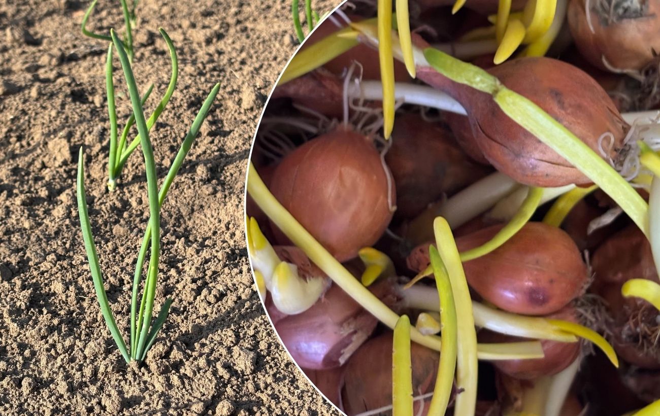 Як садити цибулю для щедрого врожаю. Фото: Добрі Новини