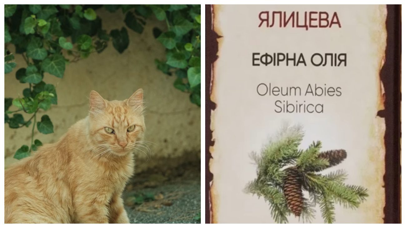 Експерти розповіли, як врятувати рослини, якщо їх мітять собаки й коти. Фото: Pexels