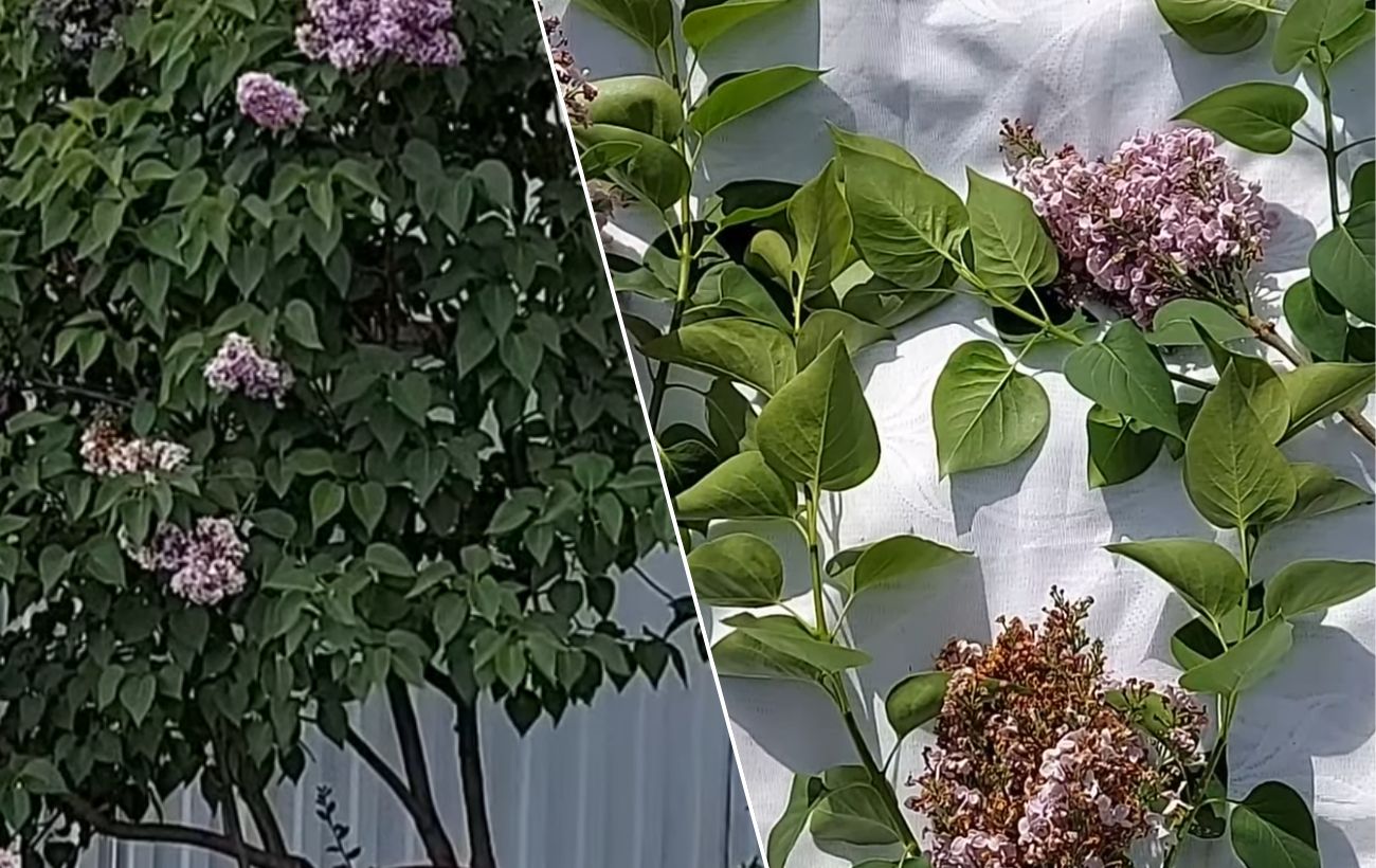 Чи можна обламувати гілки на бузку для його цвітіння. Фото: YouTube Неідеальний сад