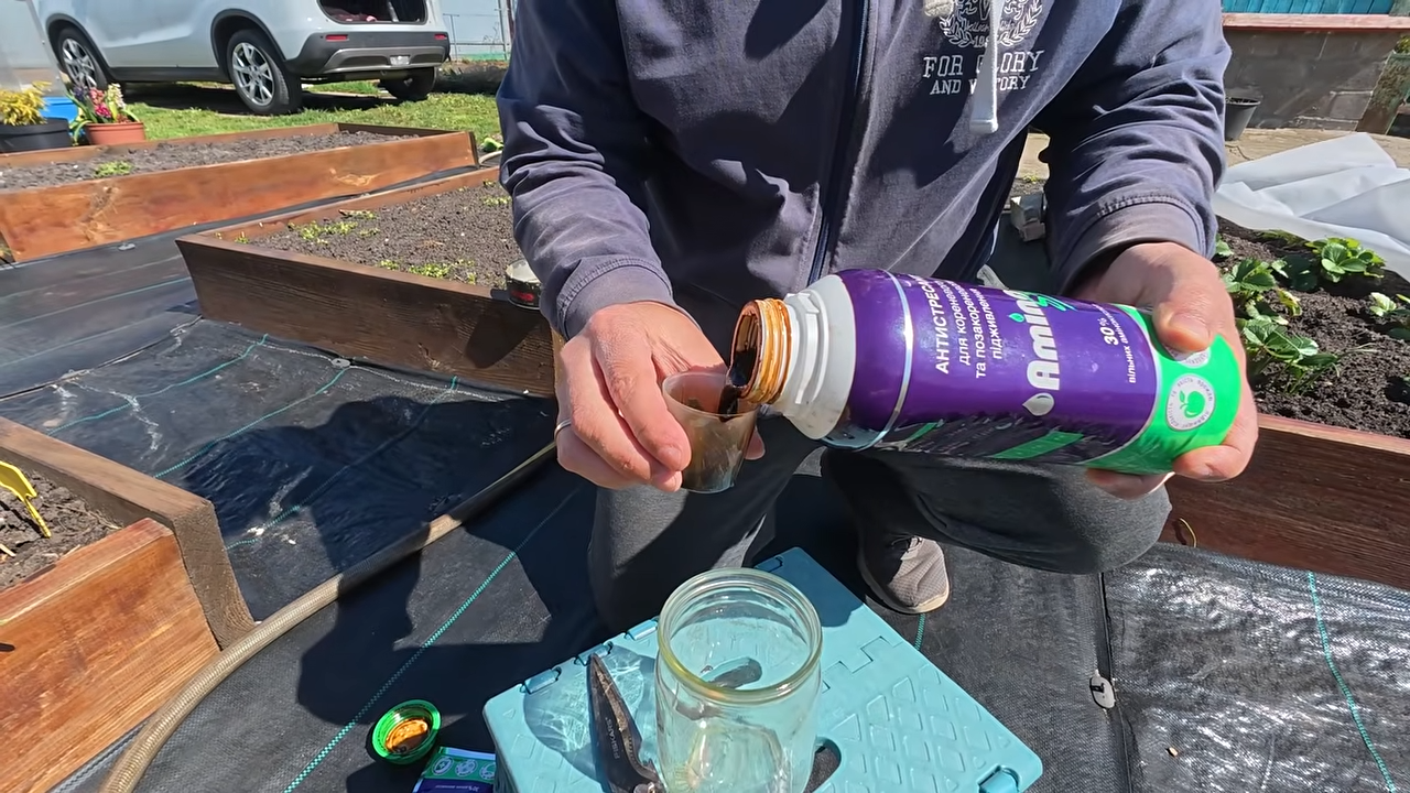 Городники розповіли, що зробити, якщо озимий часник пожовтів після холодів. Фото: YouTube Наша дача!