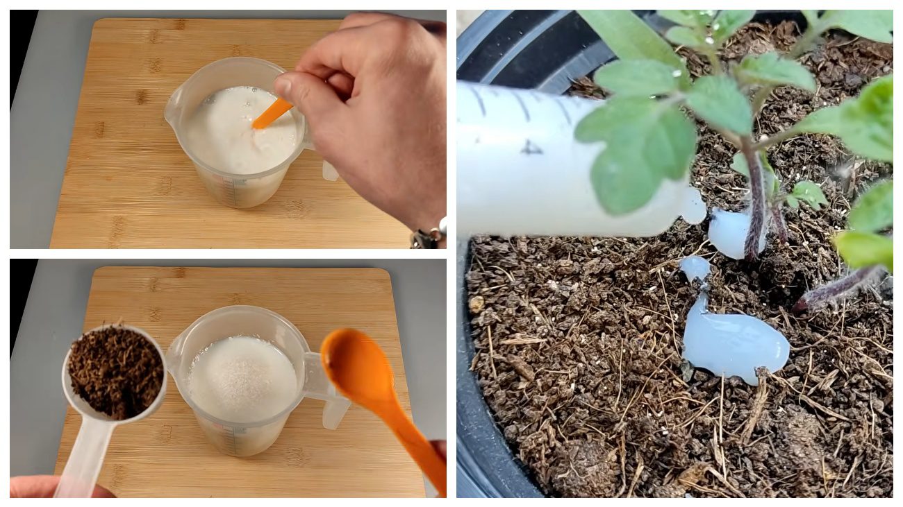 Городники поділились рецептом дієвої підгодівлі томатів. Фото: YouTube PLANTS