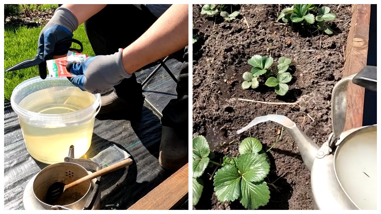 Садівники розповіли, чим обробити полуницю від хруща. Фото: YouTube Наша дача!