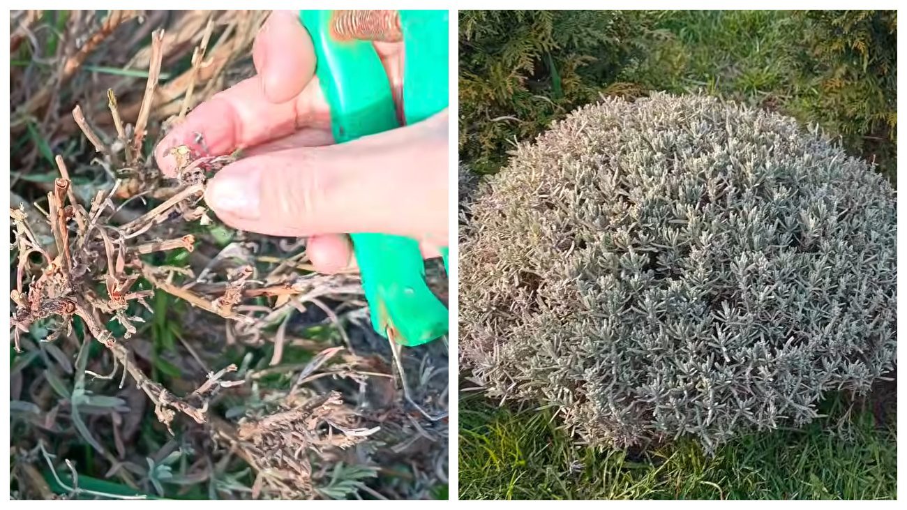 Садівники розповіли, як відновити кущі лаванди після весняних приморозків. Фото: YouTube MovaKvitiv