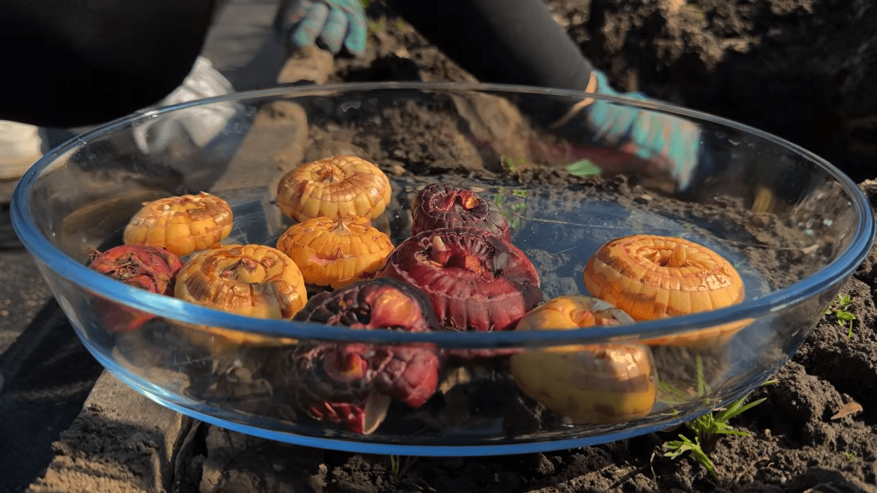 Садівники розповіли секрети посадки гладіолусів. Фото: YouTube Корисні Корисності