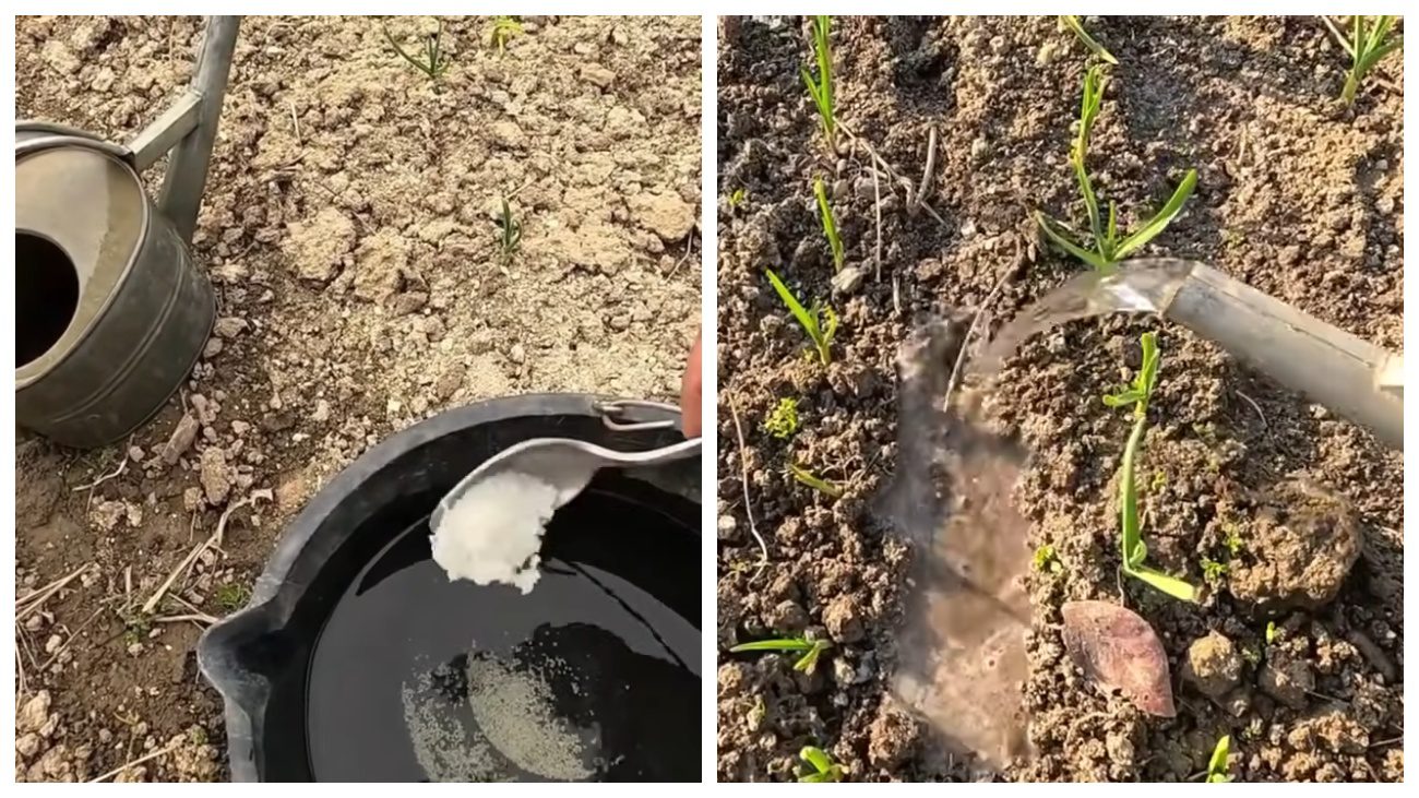 Городники розповіли, що потрібно озимому часнику навесні. Фото: YouTube Моя Дача, Сад, Город та Все Довкола Них