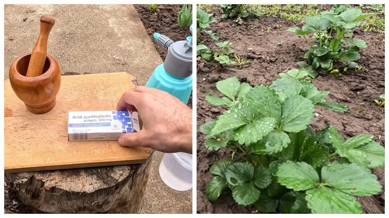 Садівники порадили аптечний засіб для ранньої підгодівлі полуниці. Фото: YouTube GRĂDINĂRIM ÎMPREUNĂ