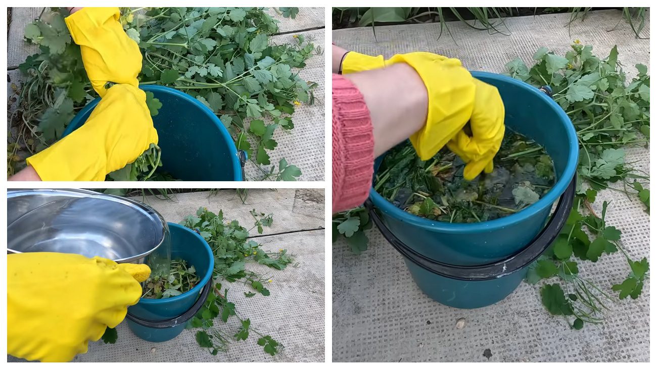 Городники розповіли, який бур'ян може стати ефективним добривом. Фото: YouTube GRĂDINĂRIM ÎMPREUNĂ