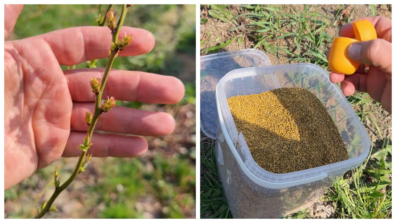 Садівники порадили, чим підгодувати лохину навесні. Фото: YouTube Олег Козак ЛОХИНА