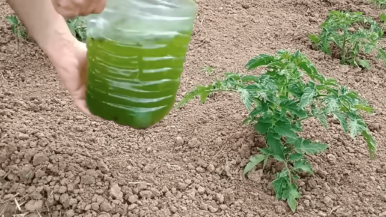 Дачники розповіли, як ефективно використовувати скошену траву. Фото: YouTube Lekovite Biljke