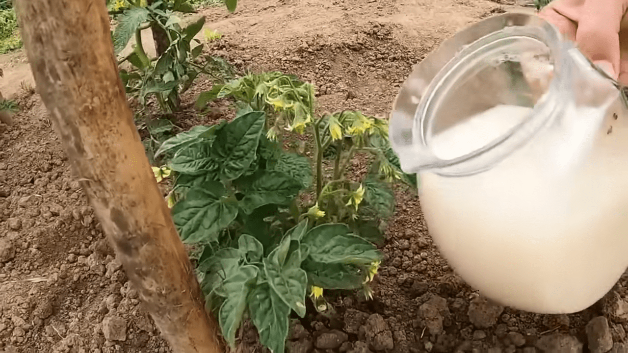 Городники порадили рецепт підгодівлі рослин вівсяними пластівцями. Фото: YouTube Lekovite Biljke