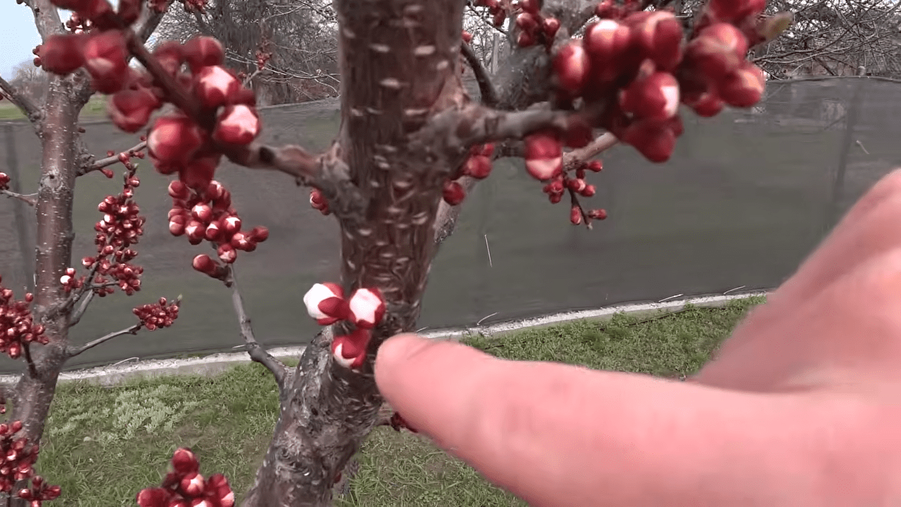 Садівники розповіли, що реально рятує зав'язь абрикоса від моніліозу. Фото: YouTube Дача Агронома