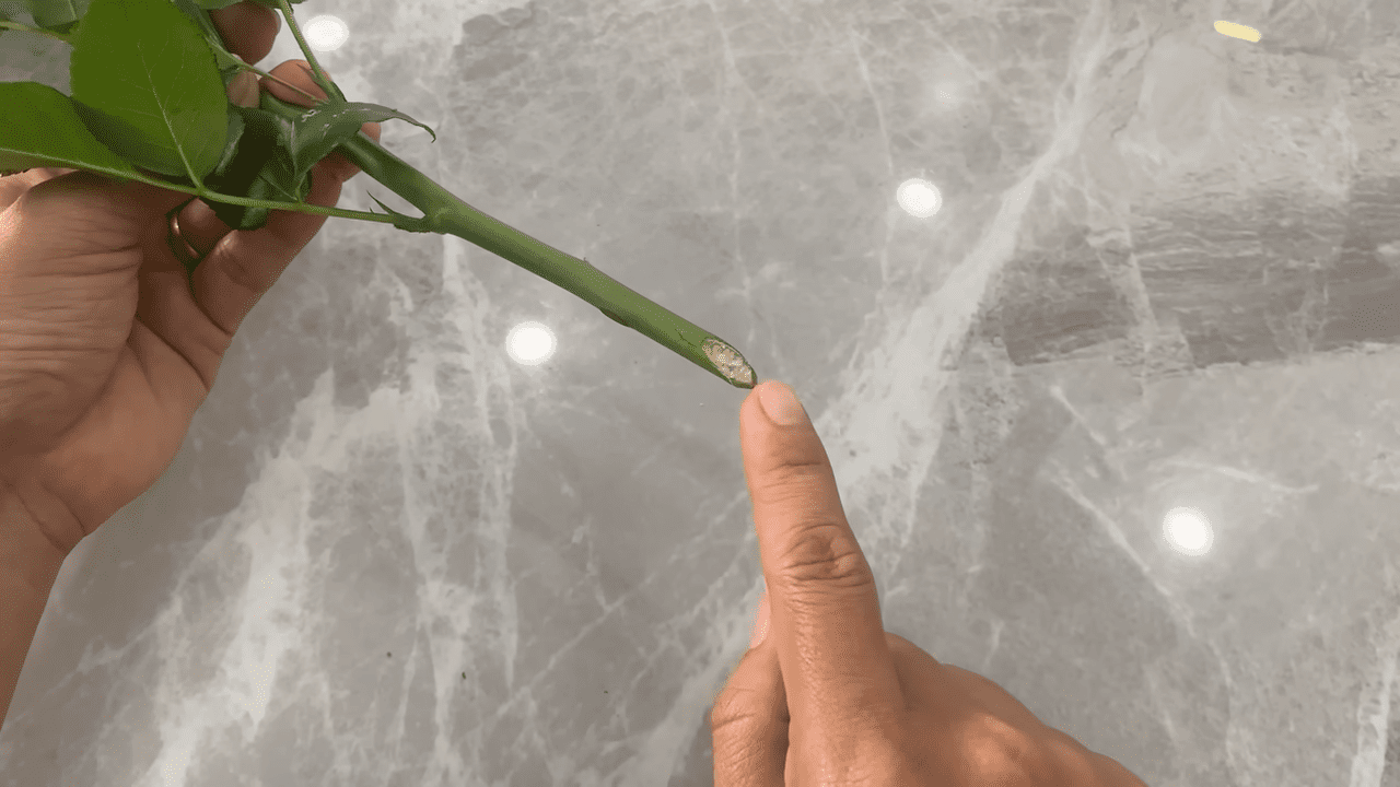 Флористи поділились секретом довгого зберігання букета троянд. Фото: YouTube Life Kreativ