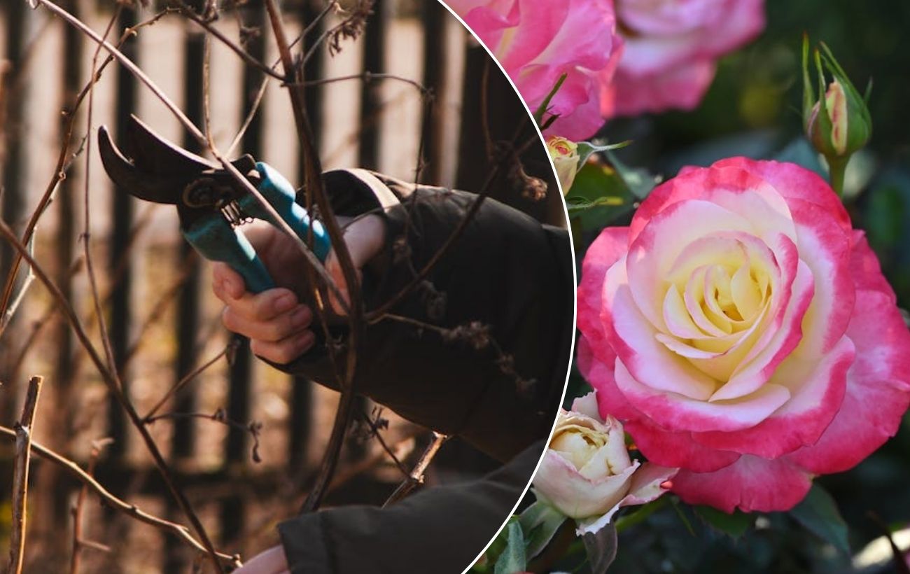 Як покращити цвітіння троянд весняною процедурою. Фото: Pexels