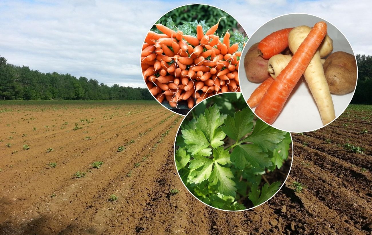 Які рослини можна сіяти у холодний ґрунт. Фото: Pixabay