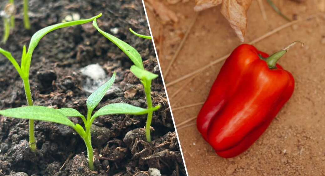 На розсаді перцю ОБОВ’ЯЗКОВО потрібно видаляти перший бутон: без цього забудьте про врожай 