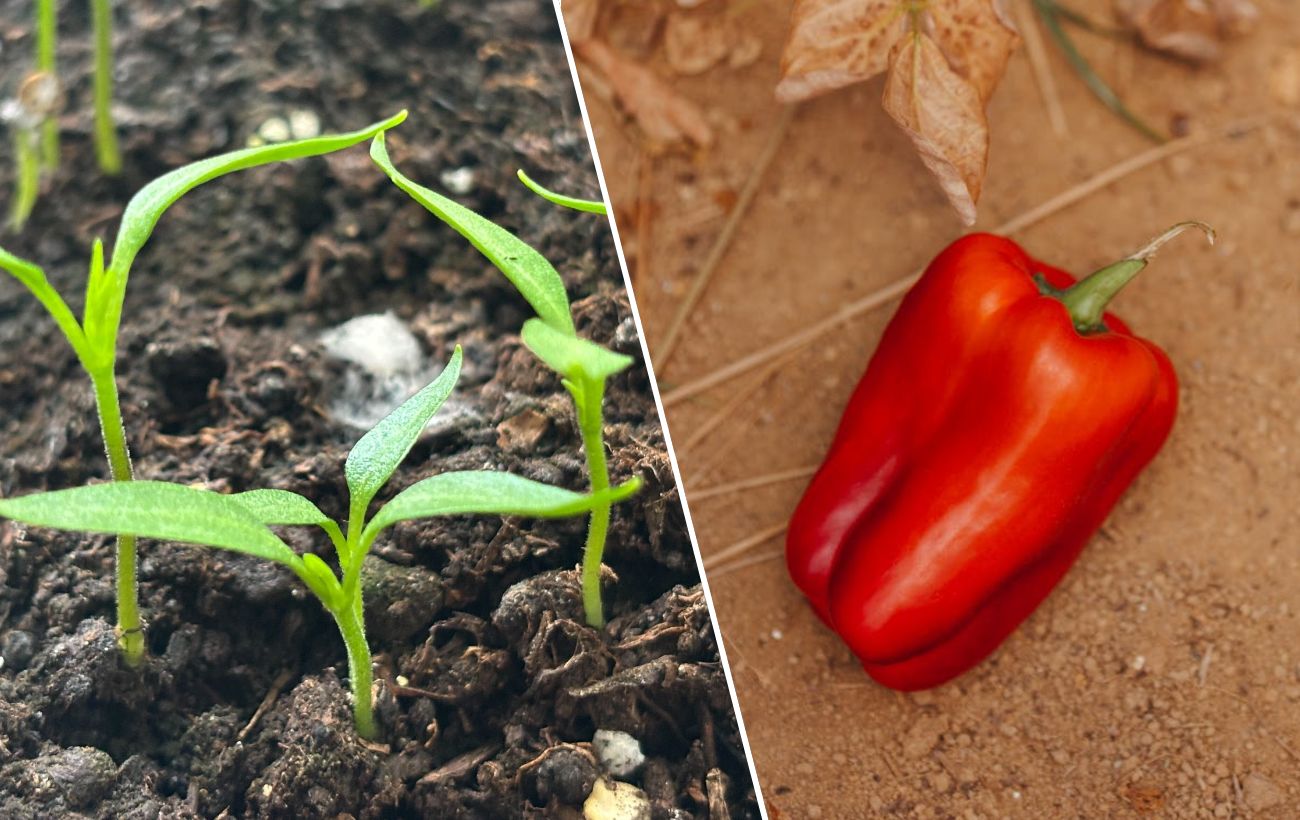 Навіщо видаляти перший бутон на розсаді перцю. Фото: Добрі Новини та Pexels