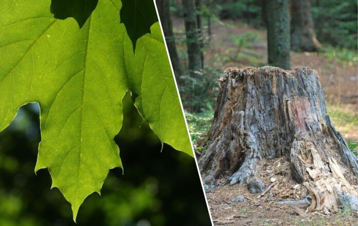 Як позбутись від американського клену. Фото: Pixabay