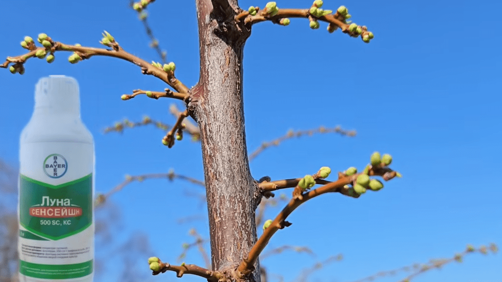 Садівники нагадали про другу весняну обробку саду. Фото: YouTube Максим Гаранжа