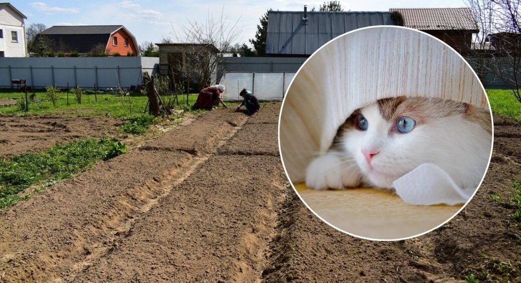 Коти більше не влаштовують “туалет” з моїх грядок: допомогла 1 копійчана спеція з кухні 