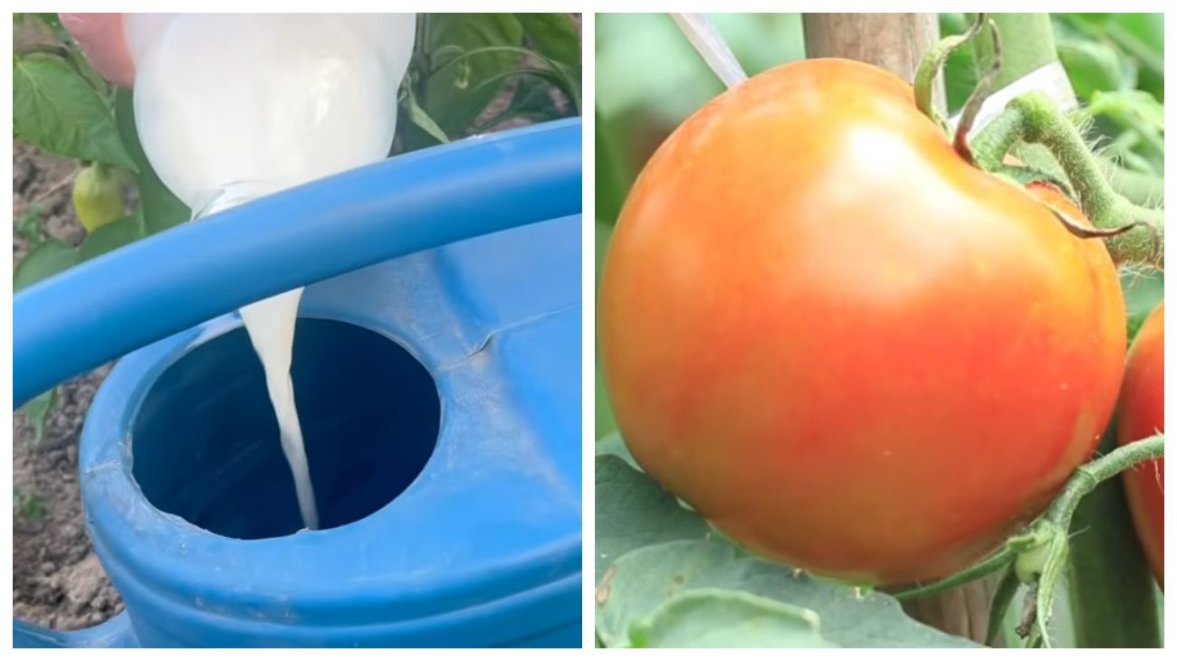 Городники розкрили секрет домашнього добрива для томатів. Фото: YouTube Gardener's advice