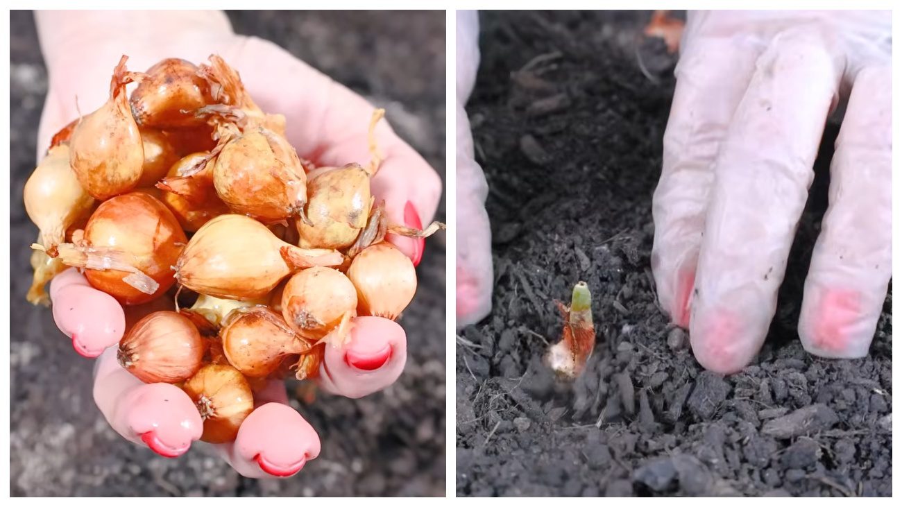 Городники дали поради щодо посадки цибулі-сіянки. Фото YouTube Moja Kuhinja Tanja