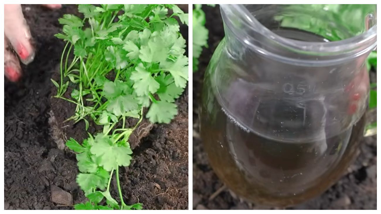 Городники дали поради щодо вирощування петрушки. Фото: YouTube Moja Kuhinja Tanja