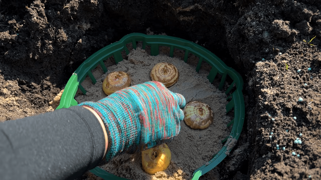 Садівники розповіли секрети посадки гладіолусів. Фото: YouTube Корисні Корисності