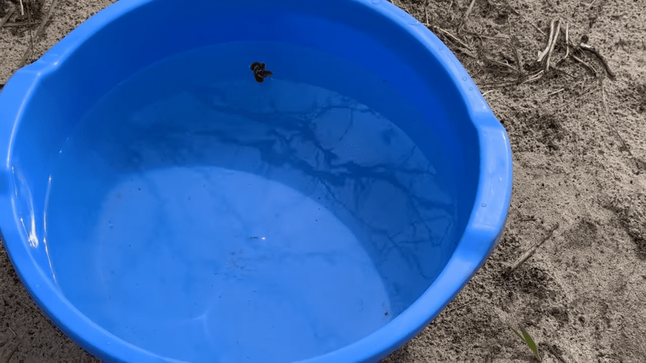 Садівники порадили, чим обробити сад від бронзівки. Фото: YouTube ФАЙНА ДАЧА