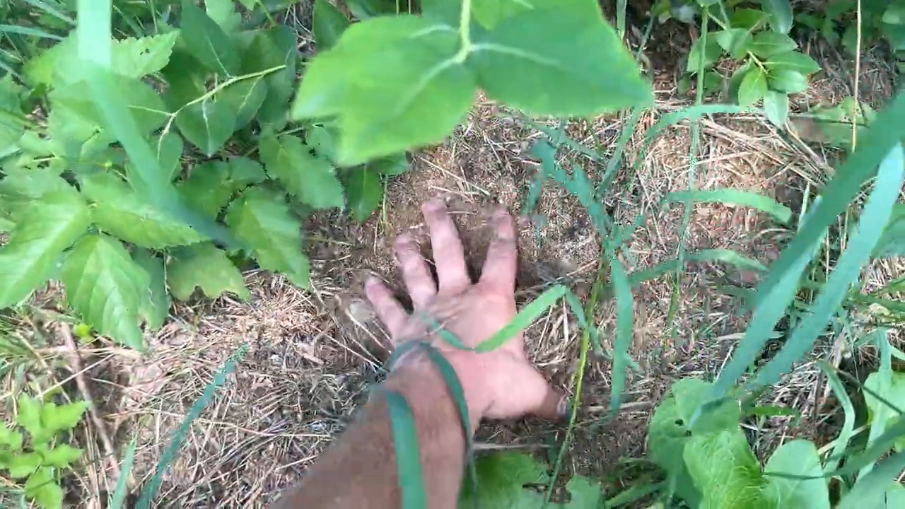 Садівники нагадали, як правильно доглядати за лохиною. Фото: YouTube Олег Козак ЛОХИНА