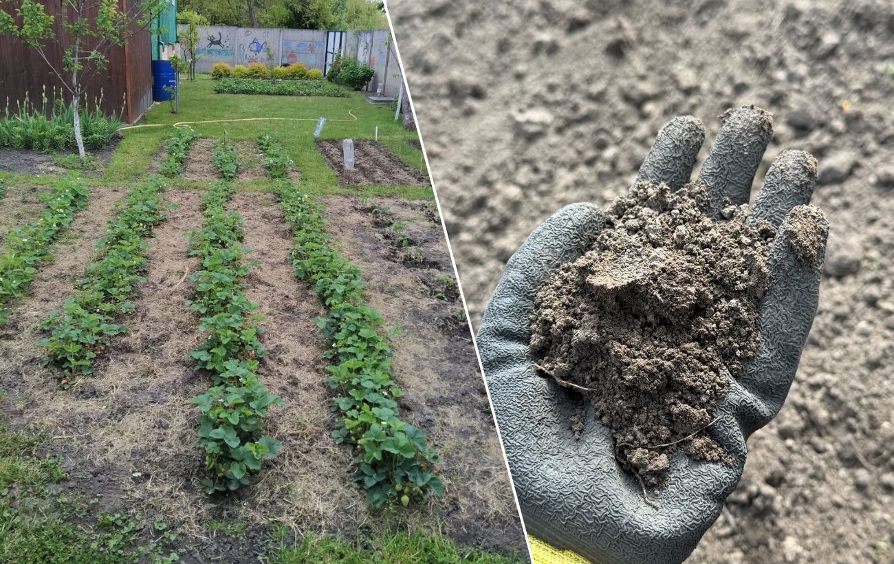 Яка помилка псує розсаду. Фото: Добрі Новини