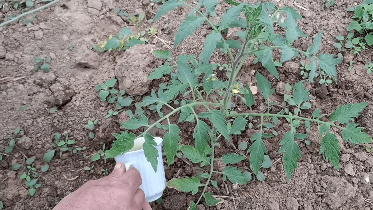 Городники поділились рецептом підживлення з кульбаби. Фото: YouTube Gospodarul