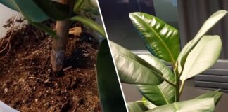 Як покращити цвітіння фікуса. Фото: YouTube Plant Helper | Українською