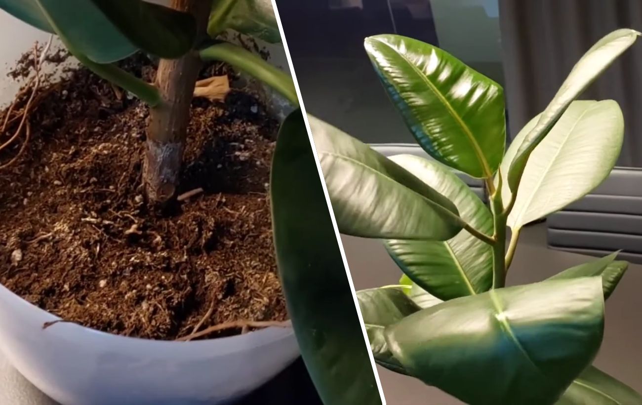 Як покращити цвітіння фікуса. Фото: YouTube Plant Helper | Українською