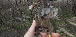 Городники розповіли, у які дні квітня не можна обрізати дерева. Фото: Добрі новини 