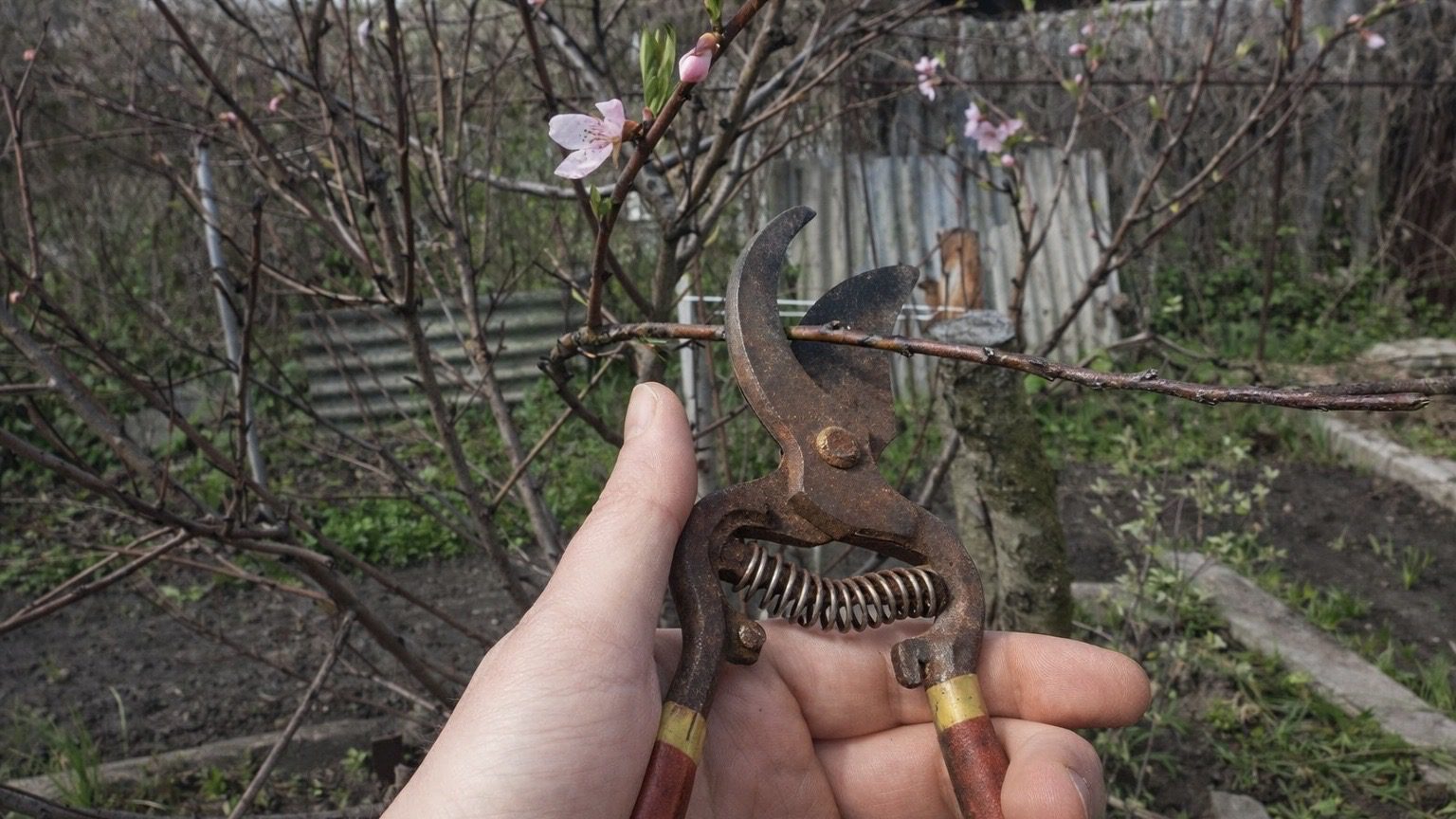 Городники розповіли, у які дні квітня не можна обрізати дерева. Фото: Добрі новини 