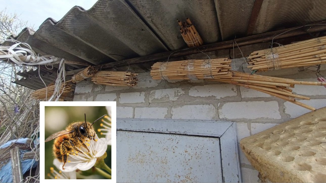 Дачники розповіли, як привабити на ділянку диких бджіл для збільшення врожаю. Фото: Добрі новини 