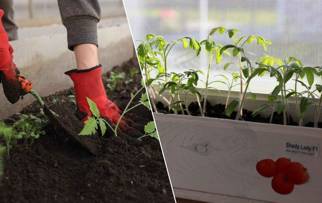 Що дати розсаді, якщо вона перестала рости. Фото: Pixabay