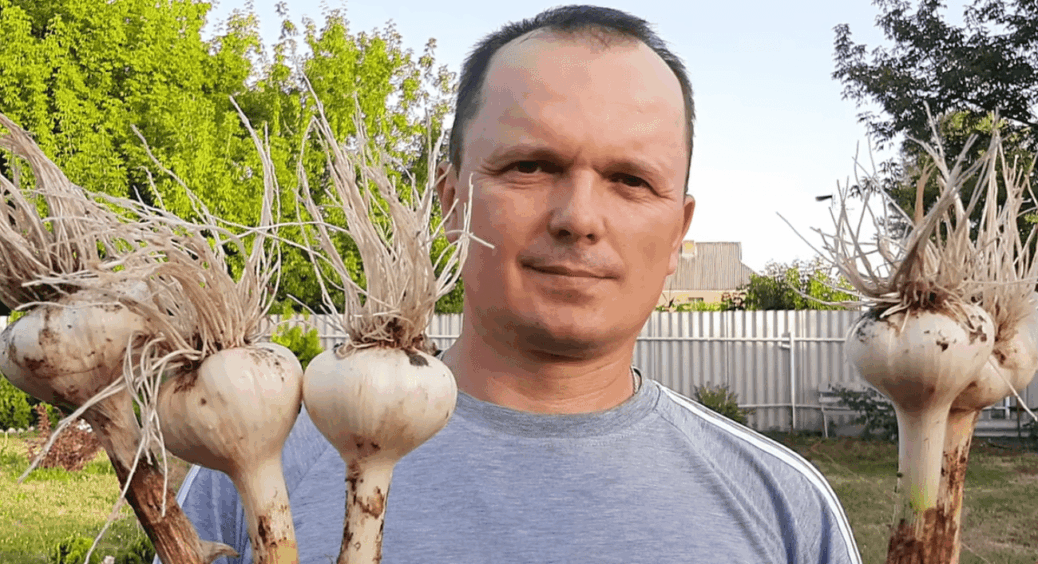 Чим підживити часник у травні для великої головки: поради досвідчених агрономів для зубчиків як на підбір 