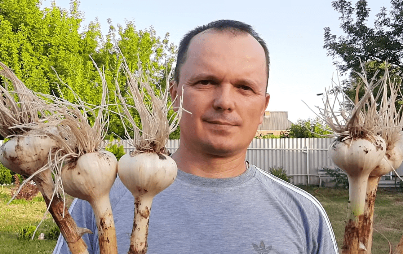 Городники розповіли, що потрібно озимому часнику навесні. Фото: YouTube  Наша дача!