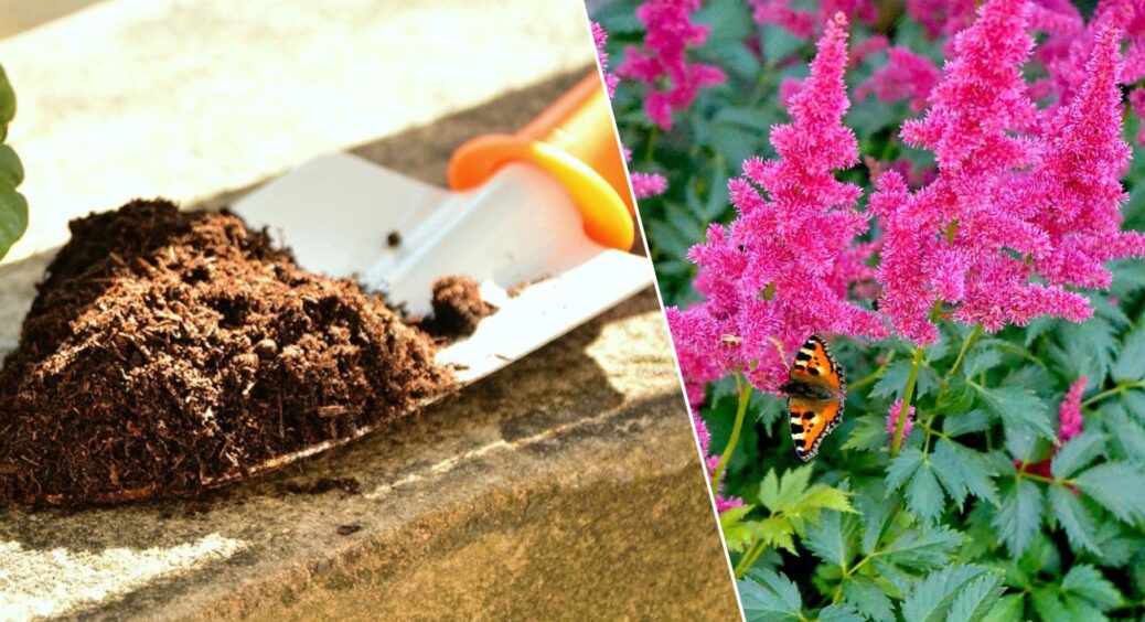 “Що посадити в тіні?” — одвічне питання: на нього є 3 відповіді. Ці рослини ростуть без сонця 