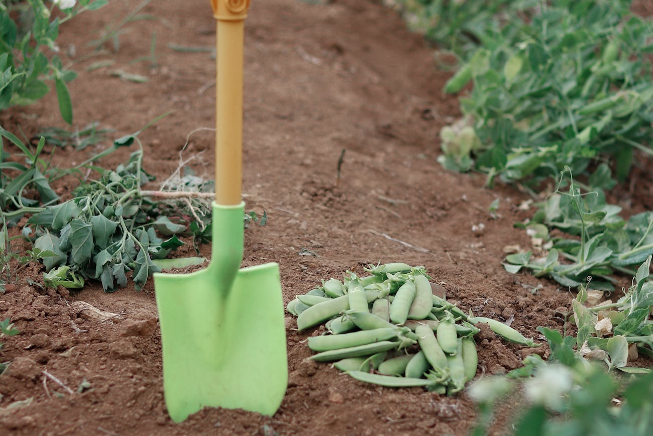 Городники розповіли, як посіяти горох, щоб досягти дружних сходів. Фото: Pexels