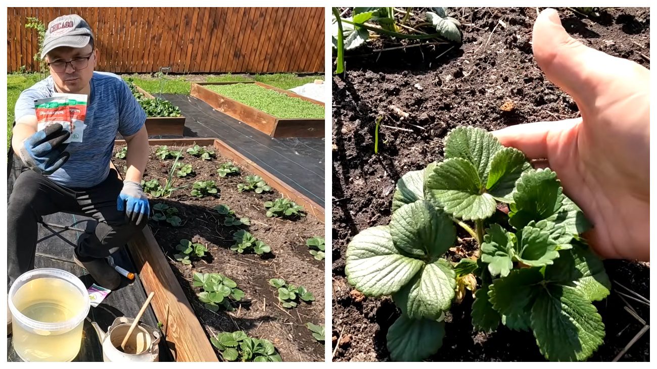 Садівники розповіли, чим обробити полуницю від хруща. Фото: YouTube Наша дача!