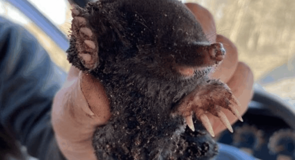 На семи сотках – 0 кротів: гуманний метод прибрати шкідників з ділянки – жодна “шкура” не постраждає 