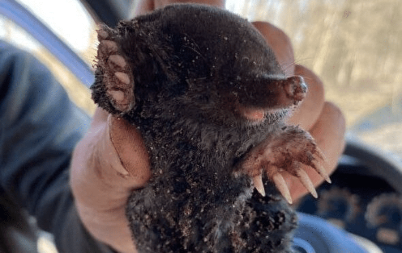 Експерти розповіли, як гуманно позбавити город від кротів. Фото: Добрі новини