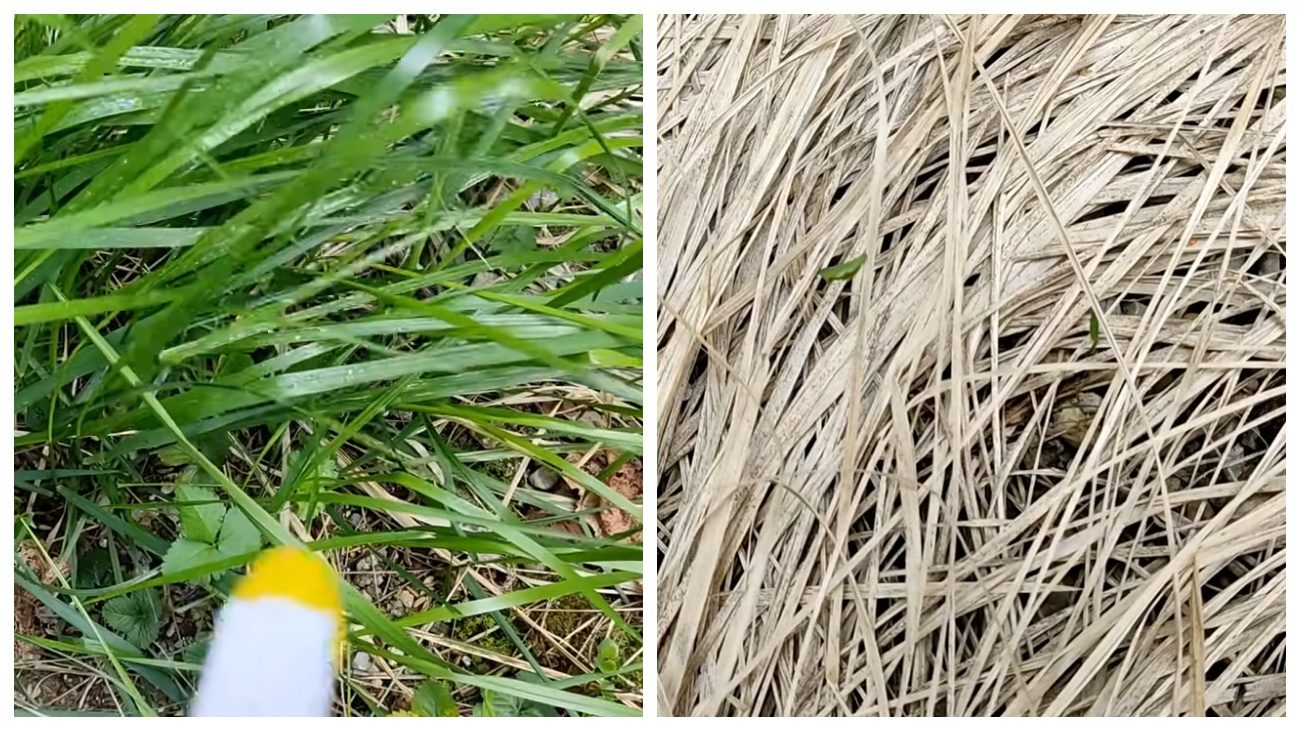 Городники розповіли, як швидко позбутися від бур'янів. Фото: YouTube ПРИРОДНЕ ЗДОРОВ'Я