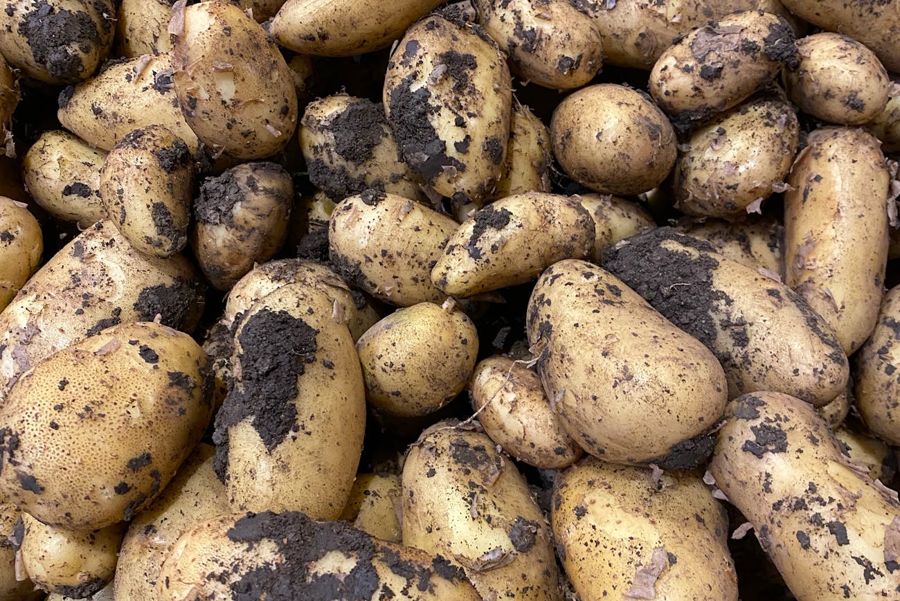 Дачники розповіли, як можна подвоїти врожай картоплі без хімії. Фото: Pexels